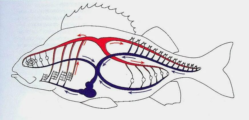 Замкнутая дыхательная система. Кровеносная система рыб. Кровеносная и дыхательная система рыб. Кровеносная система система костных рыб. Кровеносная система окуня.