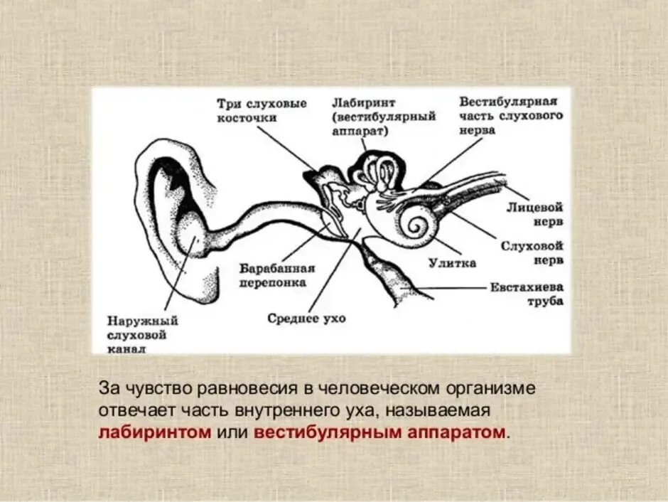 Плохой вестибулярный аппарат. Слуховой анализатор и вестибулярный аппарат. Слуховой аппарат строение вестибулярный аппарат. Строение уха рис 139. Вестибулярный анализатор строение.