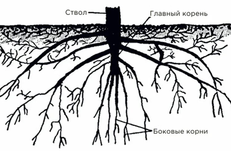 Липа дерево корни. Корневая система черемухи схема. Корневая система черемухи обыкновенной схема. Корневая система секвойи. Строение корня дерева.