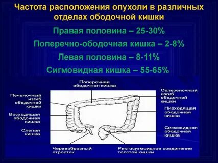 Сигмовидная кишка и печень