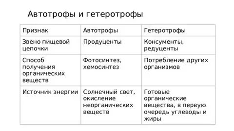 Амеба автотроф или гетеротроф