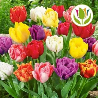 Микс луковиц тюльпанов