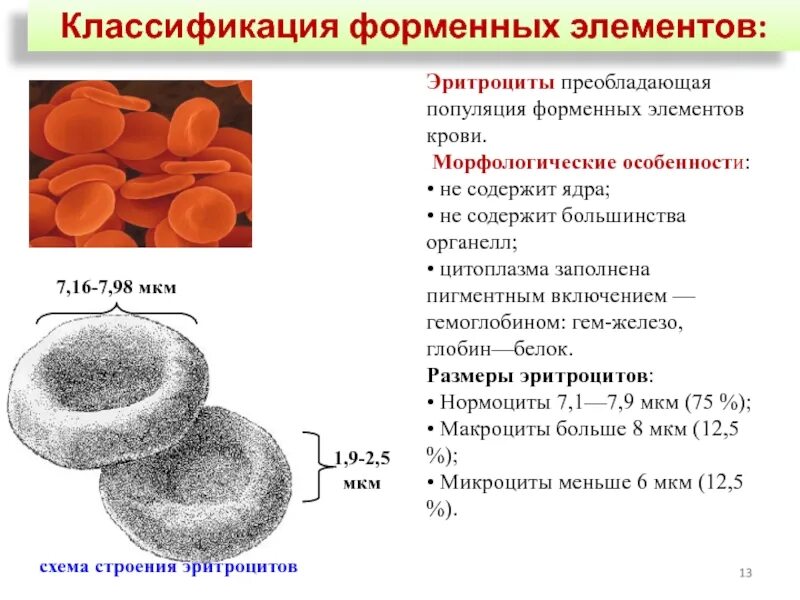 Эритроцит признаки форменного элемента. Строение ядра эритроцитов. классификация клеточных элементов крови. форменные элементы крови эритроциты и гемоглобин. форменные элементы крови эритроциты их строение и функции.