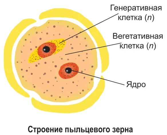 Генеративная клетка пыльцевого зерна содержит