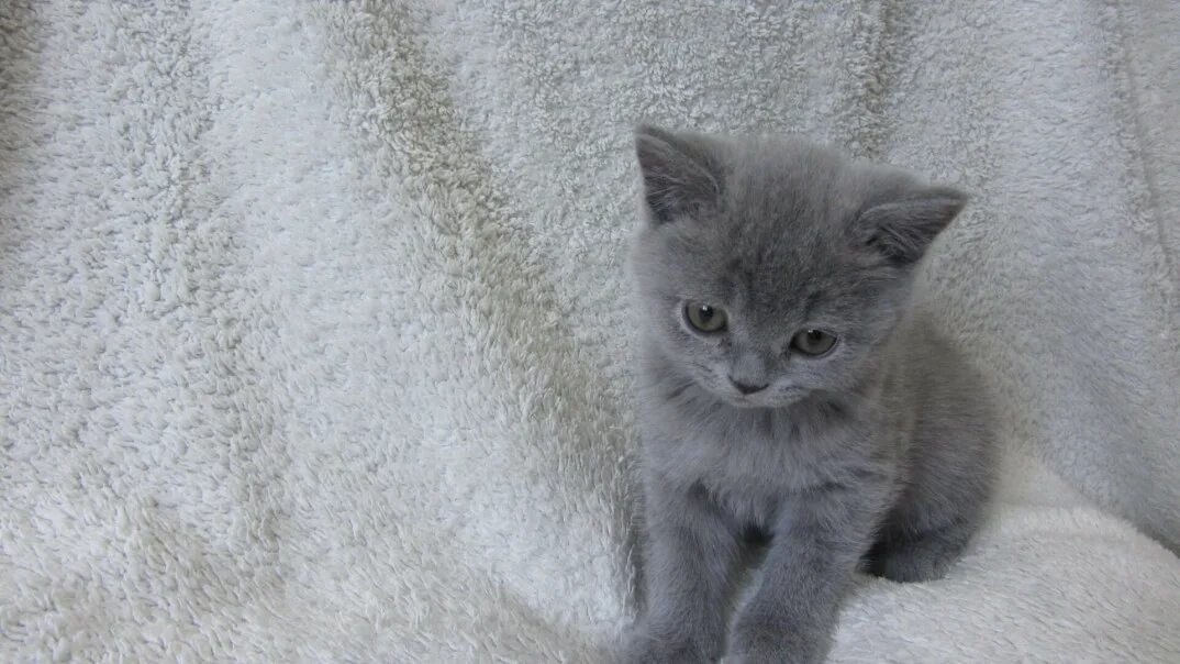 Котята серая девочка. Британские котята девочки. британец короткошерстный котята девочка. британская кошка серая девочка. британская кошечка девочка.