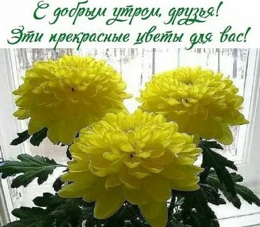 Уход за хризантемами в вазе