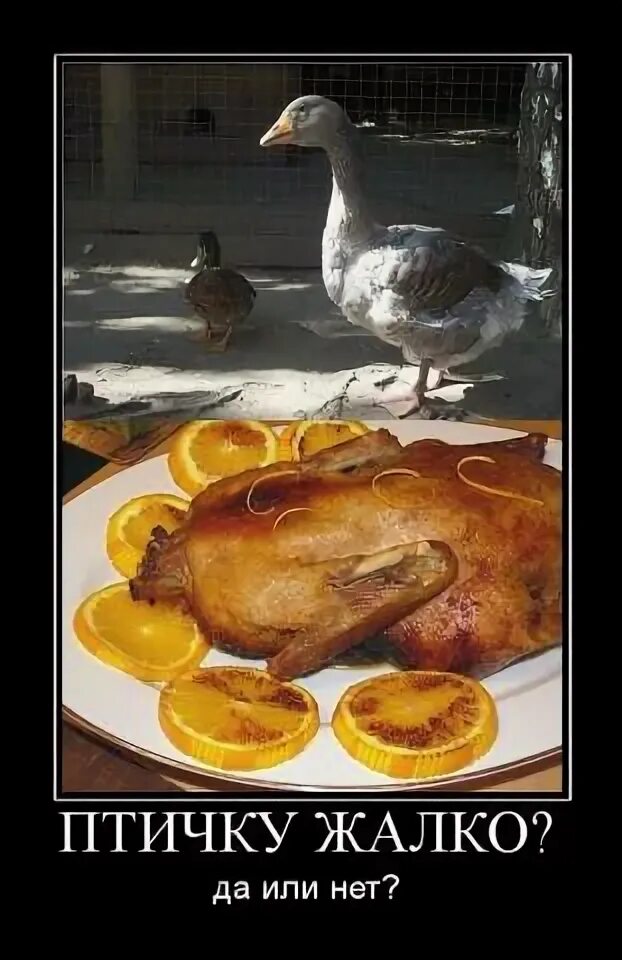 веселая жалко. шурик кавказская пленница птичку жалко. шурик птичку жалко. хорошо посидели жаль пятачок рано ушел. шурик птичку жалко.