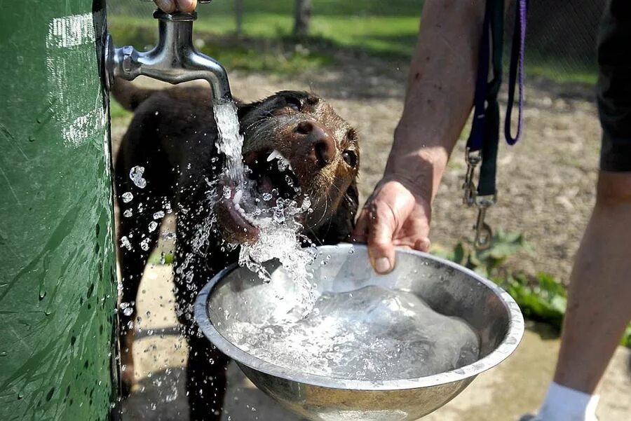 Налейте животным воды. Собака пьет. Собака пьет воду. Бездомным животным воду в жару. Как поить собаку