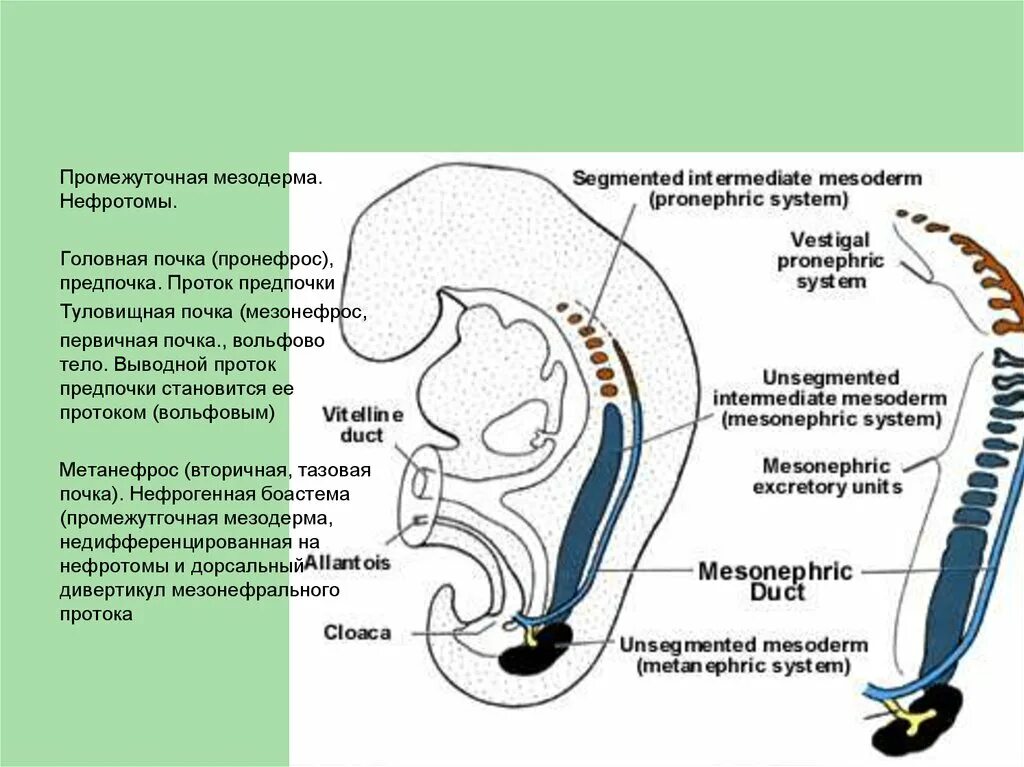 Эмбриогенез мочеполовой системы. Эмбриогенез органов мочевой системы. Развитие почек в эмбриогенезе. Пронефрос строение.