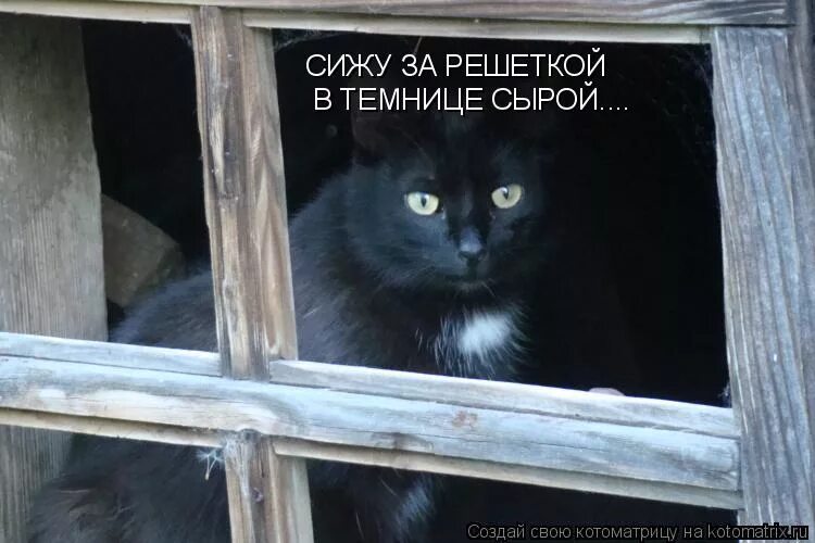 Сижу за решёткой в темнице сырой вскормлённый в неволе орел молодой. Сижу за решёткой в темнице прикол. Сижу за решеткой прикол. Сижу за решёткой в темни. Стихи сижу я за решеткой.