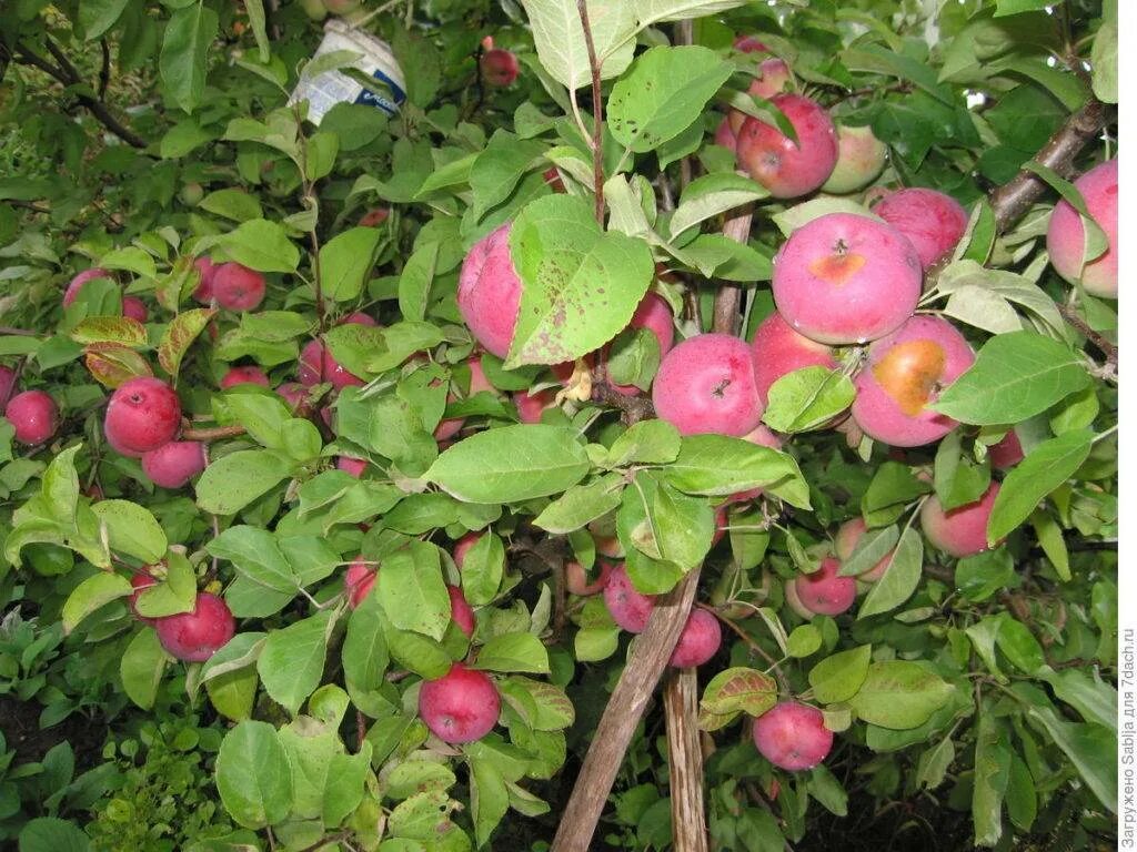 В саду где растут яблоки 2 сортов. Сорт яблони Лобо. Сорт яблок Лобо. Яблоня зимняя Лобо. Полукарликовая яблоня Лобо.