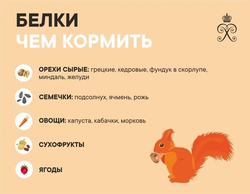 Что можно давать белки. Белки чем кормить. Чем кормить белочек. Чем подкормить белку. Что можно давать белочкам.