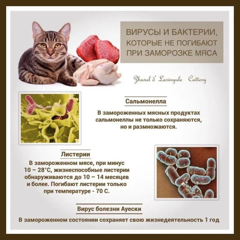 Можно ли давать коту сырую печень. Какое мясо и субпродукты можно давать кошке. как правильно кормить кота. сколько кошке можно сырого мяса в день.