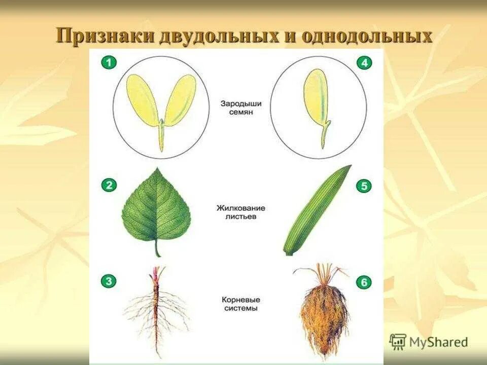 Каким номером на рисунке обозначено однодольное. Класс Однодольные и двудольные растения. Продольный разрез семени двудольных и однодольных растений. Рисунок признаки двудольных и однодольных растений. Ботаника двудольные и Однодольные.