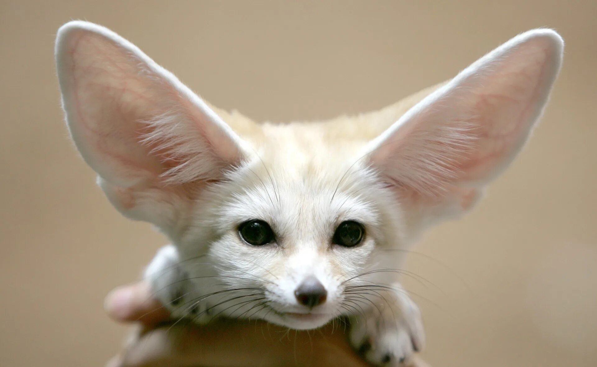 Фенек. Фенек Фокс. Порода Лис фенек. Fennec охотница.