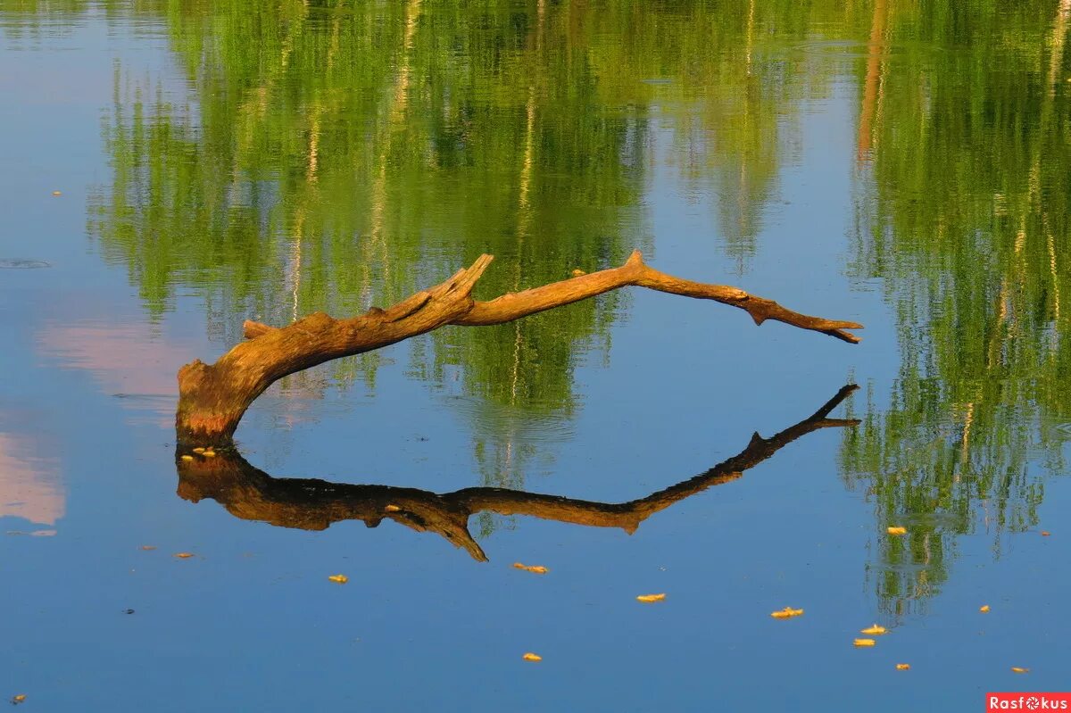 коряга на берегу реки. коряга в природе. морские коряги. коряга в реке. коряга в море.