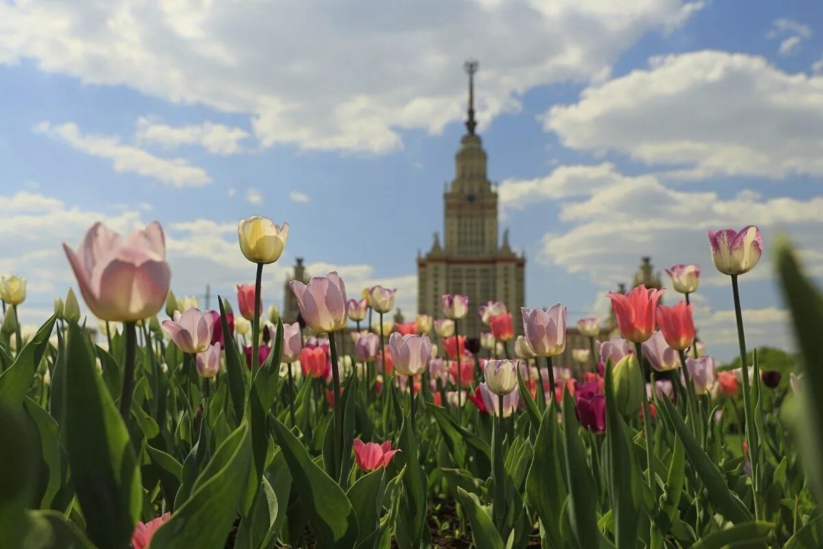 Мгу весной. Москва весной. МГУ И тюльпаны.