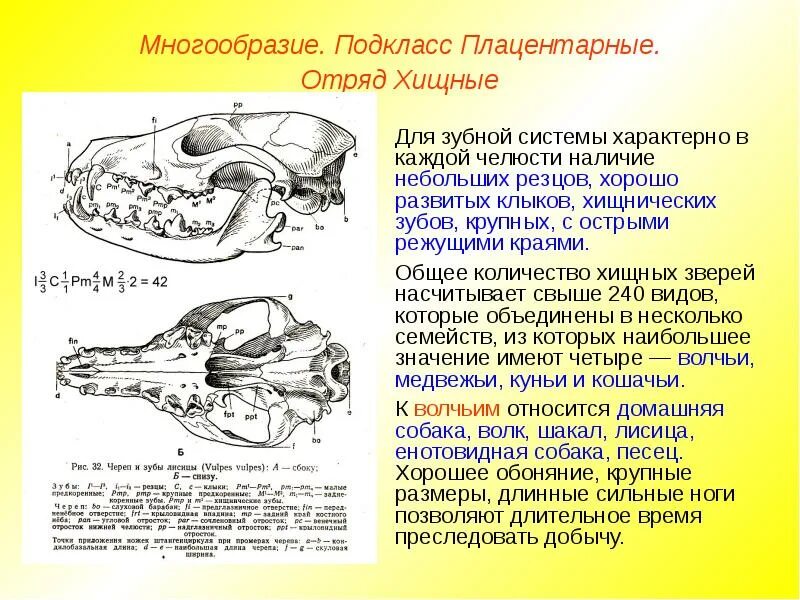 Зубы плацентарных млекопитающих. Особенности зубной системы хищных. типы зубов плацентарных. черепа млекопитающих различных отрядов. отряд хищные строение.