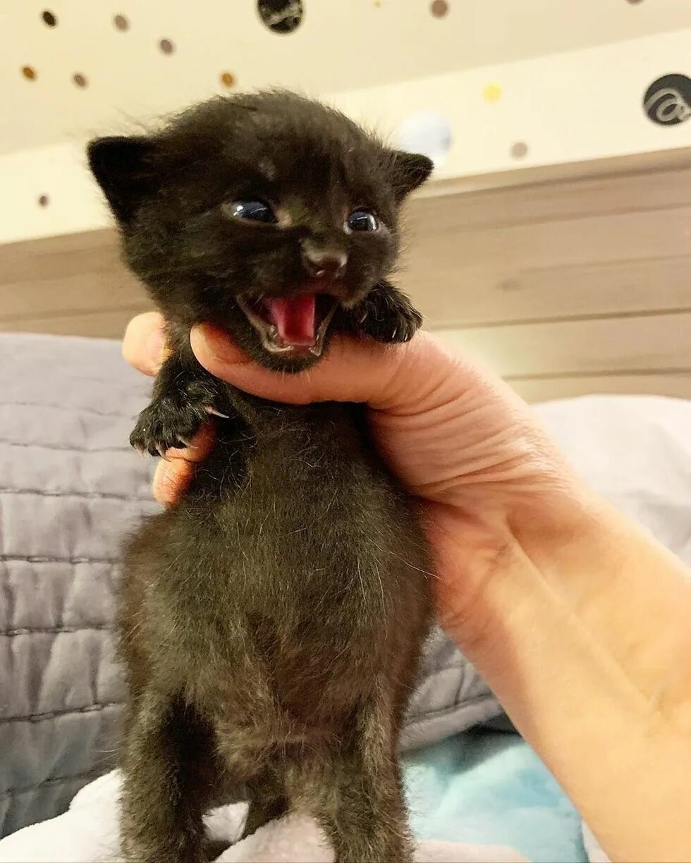 Живот котенка. Беззащитный котенок. котенок с большим животиком. маленький беспомощный котенок. маленький беззащитный котенок.