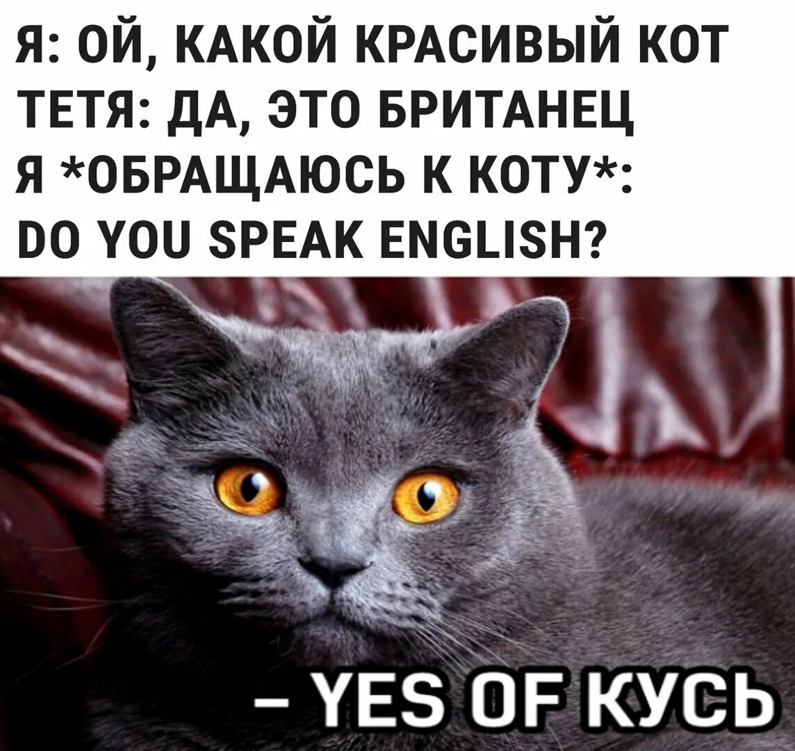 Кот говорит красивое. Мемы с британскими котами. кот британец ес оф кусь. мемы про британцев. коты британцы мемы.