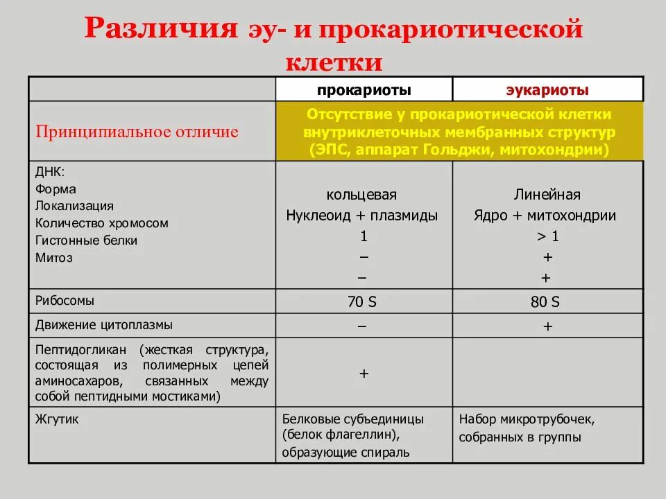 Различие прокариотической клетки от эукариотической. Разница между эукариотической и прокариотической клеткой. Отличия прокариотических клеток от эукариотических. Отличия эукариотической и прокариотической клеток.