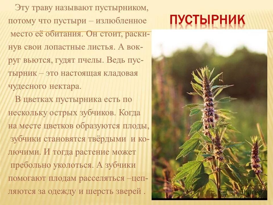 Чтоб с тобой спокойным быть надо жрать пустырник. С тобой чтобы спокойным быть надо пустырник с поля. С тобою чтоб спокойным быть пустырник. Когда много работаешь картинки. С тобою чтоб спокойным быть пустырник.