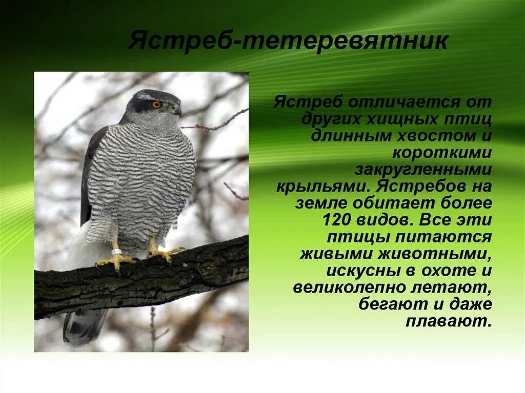 Ястреб-тетеревятник описание. Ястреб - тетеревятник (Accipiter gentilis). Ястреб тетеревятник и перепелятник. Ястреб-тетеревятник фото и описание