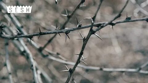 Тернии и кроны геншин