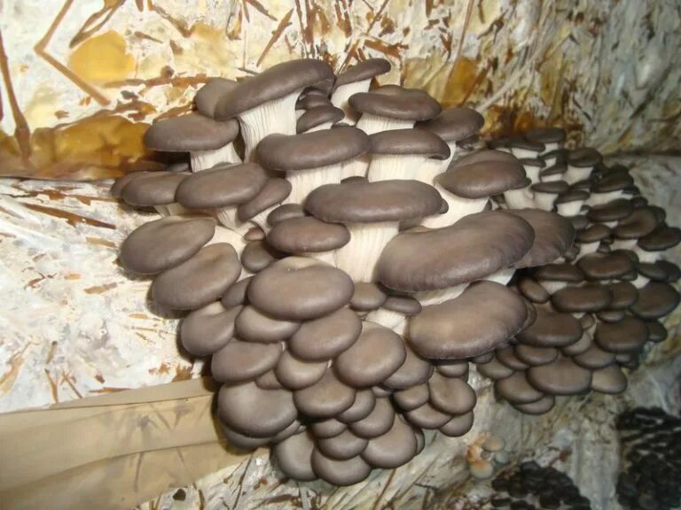 Как растут вешенки. Вёшенка устричная (Pleurotus ostreatus). Вешенки НК 35. Штамм вешенки м5. НК 35 штамм вешенки.