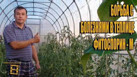 Как обработать теплицу осенью фитоспорином из поликарбоната