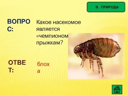 Насекомое какой вопрос отвечает