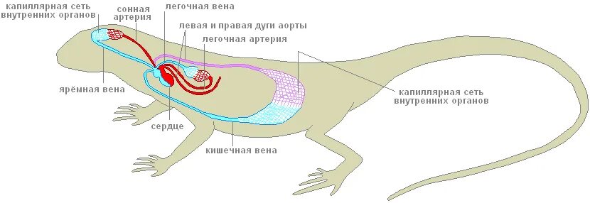 Большой круг кровообращения рептилий. Строение кровеносной системы пресмыкающихся. Кровеносная система хвостатых амфибий. Кровеносная система хвостатых земноводных. Строение кровеносной системы рептилий схема.