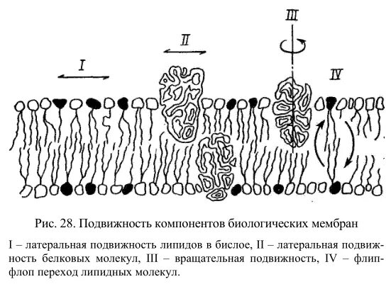 Способы клеточной подвижности. Классификация мембранных белков. Определяющие факторы электрофореза. Подвижность белков в мембране. Подвижность белков.