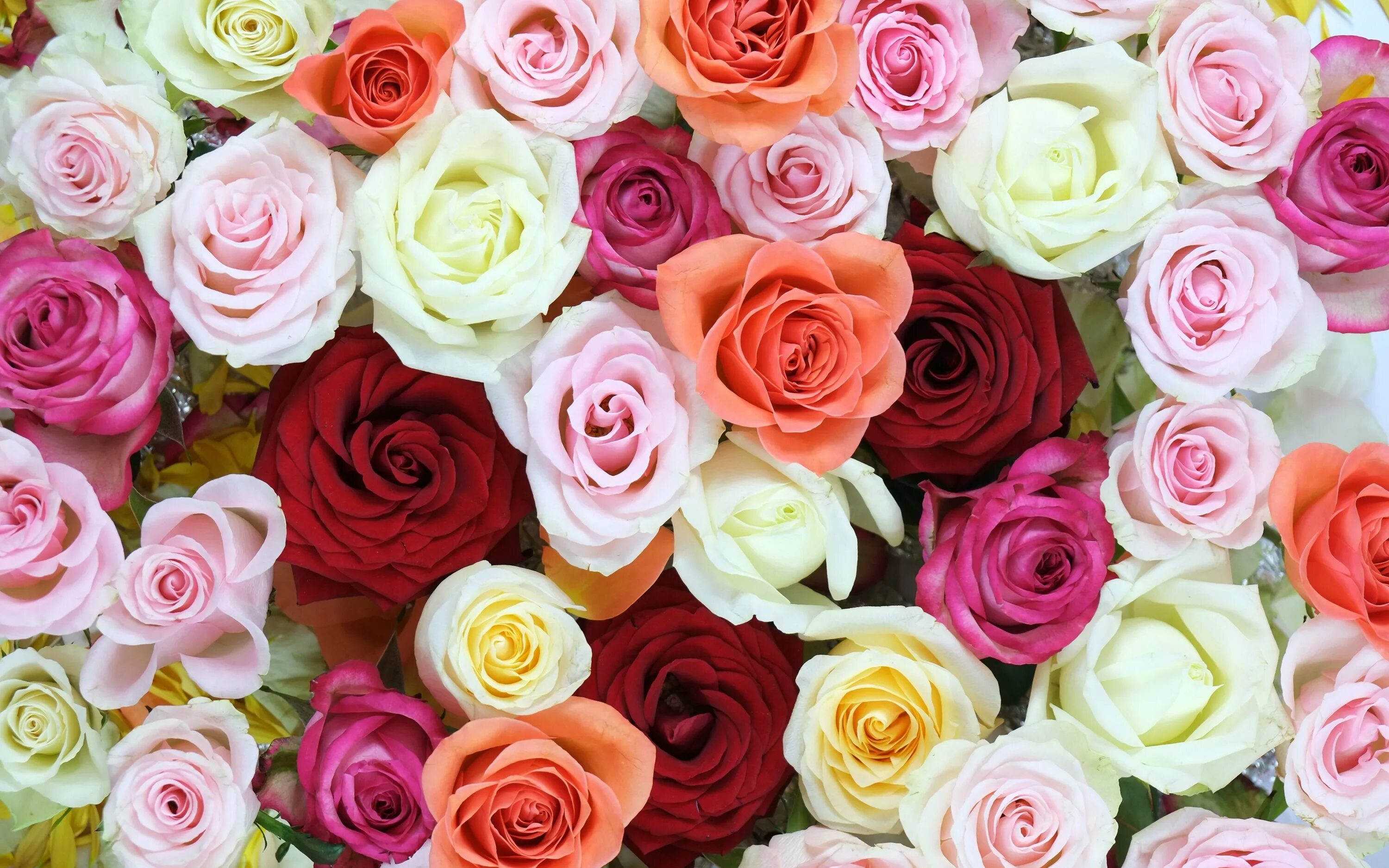 Rose background
