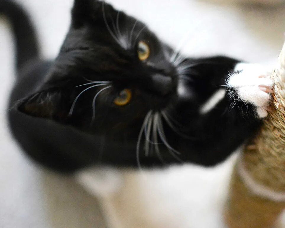 Голодный кот. How to speak cat book. Articles cat. Носки because cat. Articulated cat.