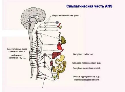 Ядра симпатической нервной