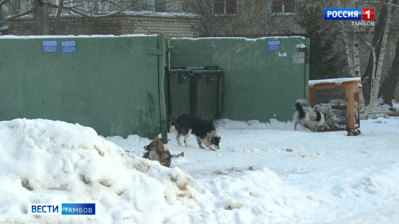 Отлов бездомных животных. Кто отвечает за отлов бродячих собак. Бездомные животные отлов. Приют для бездомных животных. Кто отвечает за отлов бродячих собак.