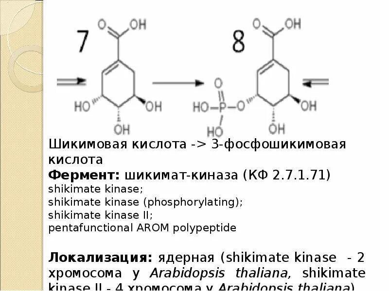 Определение фенольных соединений. Биосинтез фенольных соединений. биосинтез фенольных соединений в растениях. фенольные соединения в растениях классификация. локализация фенольных соединений в растениях.