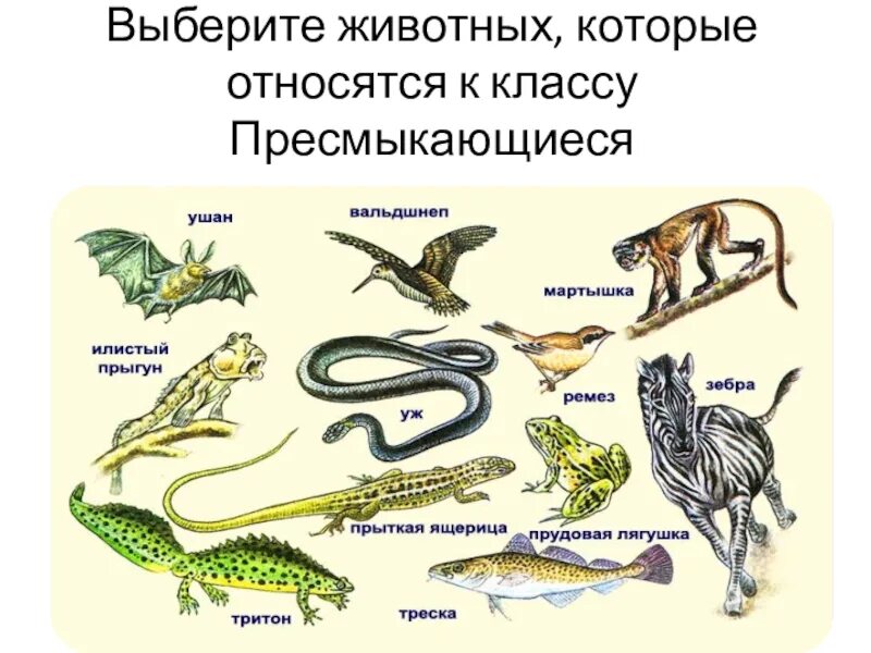 К бесчерепным животным относится