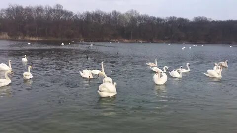 Кубань кропоткин