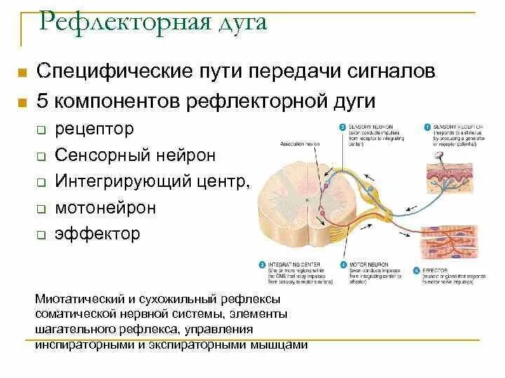 Рефлекторная дуга физиология ЦНС. Компоненты рефлекторной дуги. 5 Компонентов рефлекторной дуги. Эффектор это в анатомии.