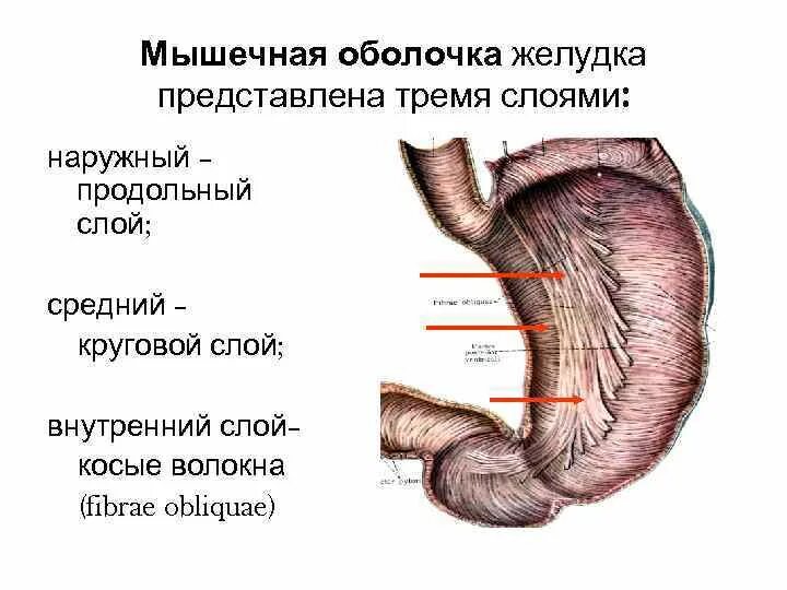 Строение стенки желудка анатомия. Строение мышечной оболочки желудка. Строение мышечного слоя желудка. Мышечный слой стенки желудка.