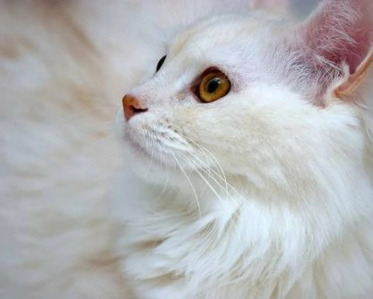 Кошка турецкая ангора белая. Турецкая ангора биколор. ангорская кошка биколор. турецкая ангора кошка биколор. ангорская кошка персиковая.