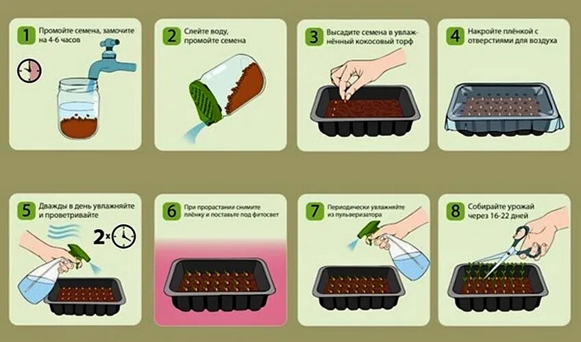 Сколько можно заработать на выращивание. Схема выращивания микрозелени. Стадии выращивания микрозелени. Условия для выращивания микрозелени. Схема по выращиванию микрозелени.