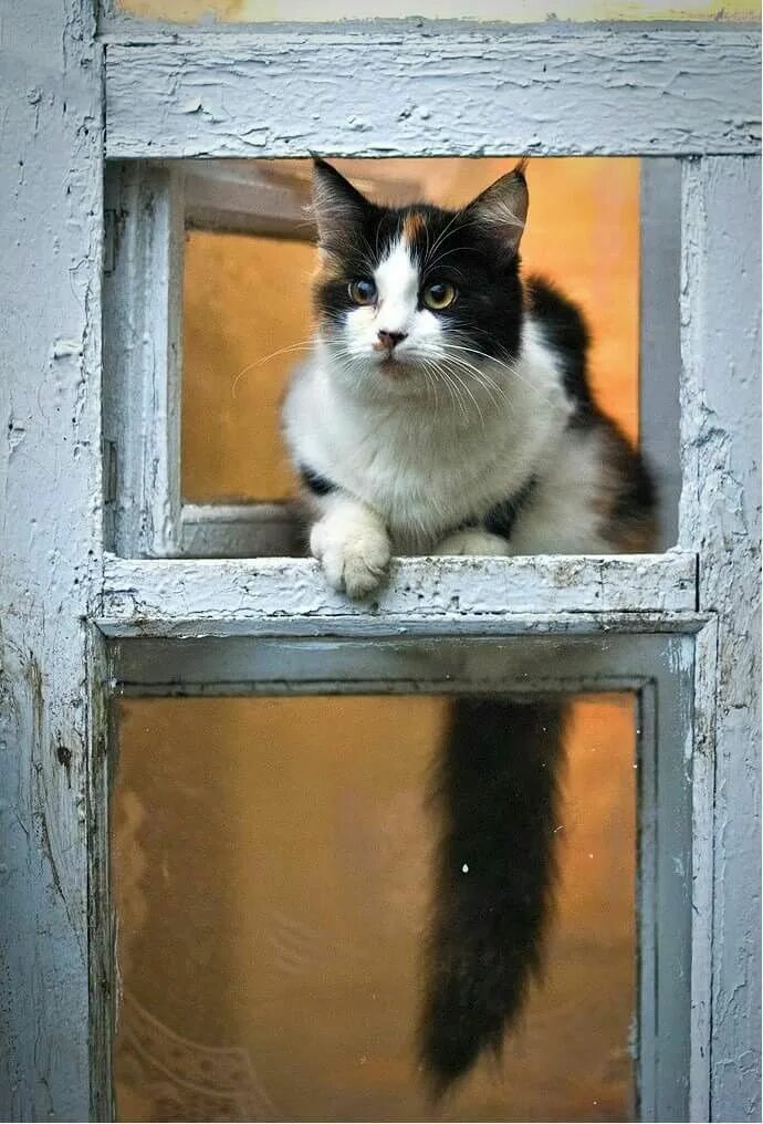 Кот открывает окно. Форточка. Кошка в форточке. Красивые форточки. Котенок у окна.