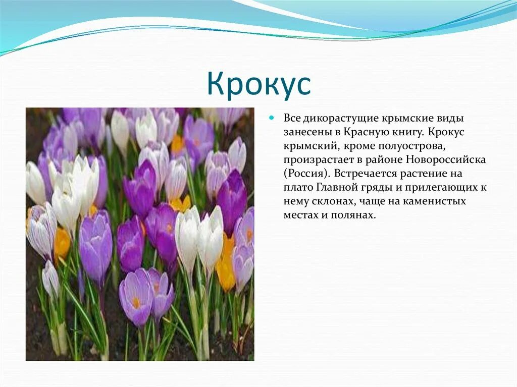 Краснокнижное растение крыма. Крокус крымский красная книга крыма. Растения крыма пион тонколистный. Растение красной книги крыма сообщение. Растение красной книги крыма сообщение.