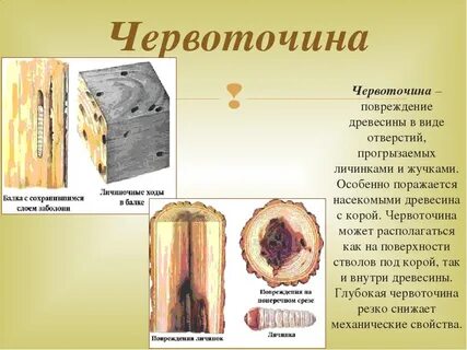 Пороки древесины картинка