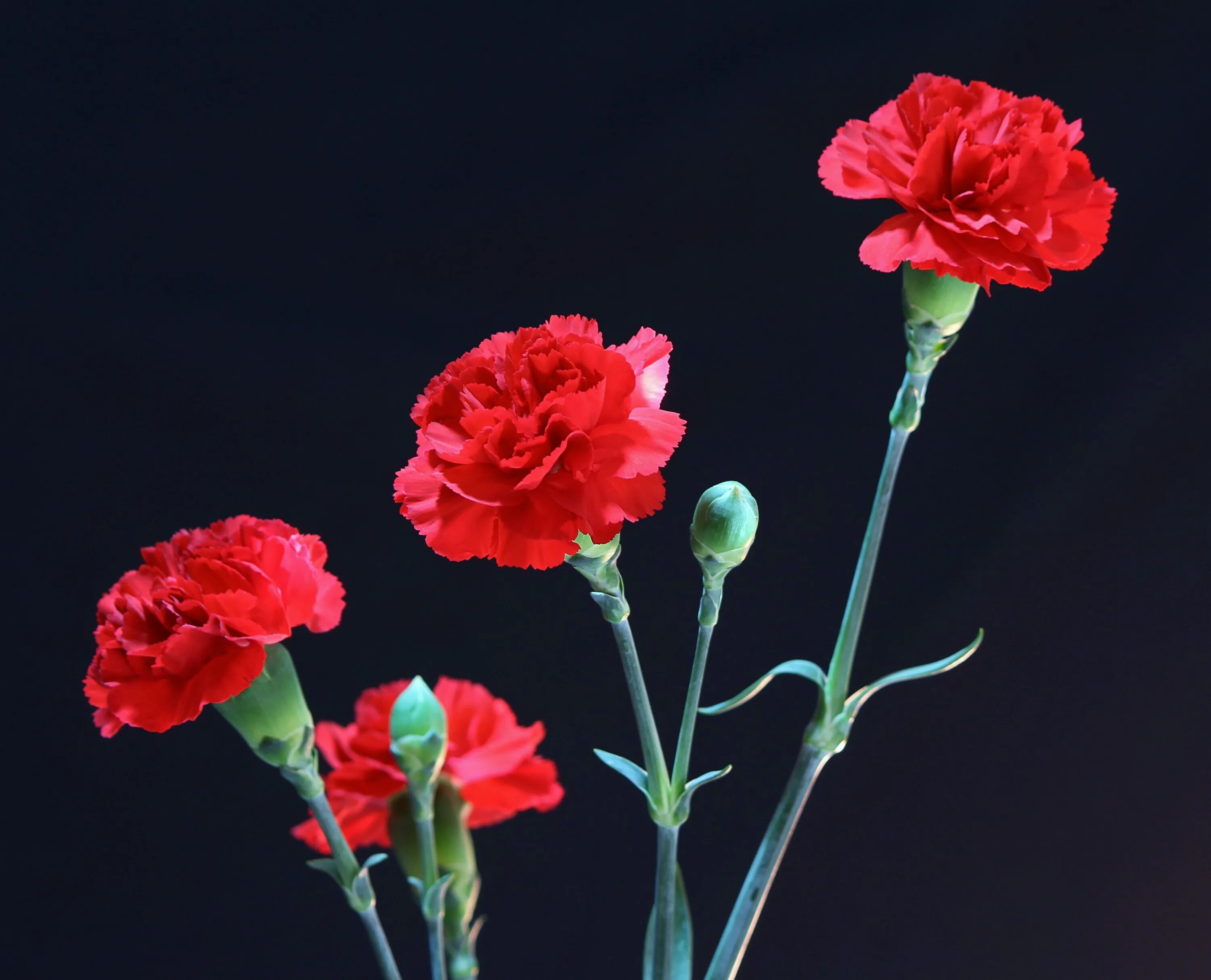 Гвоздики. Carnation гвоздика красная. Гвоздика одноголовая красная. Цветы Clavel Rojo. Три гвоздики.