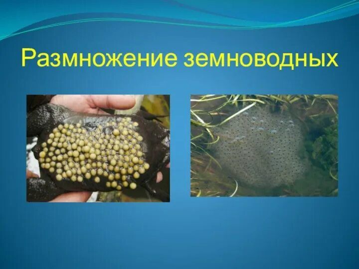 Каким способом размножаются амфибии. Каким способом размножаются амфибии