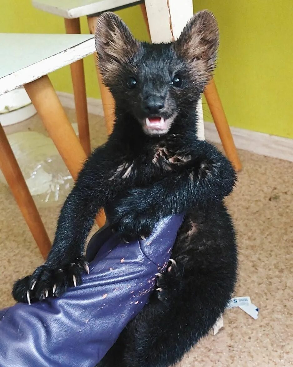 Баргузинский соболь домашний. Соболь домашний питомец. Норка умора. Баргузинский соболь домашний. Соболь домашний.